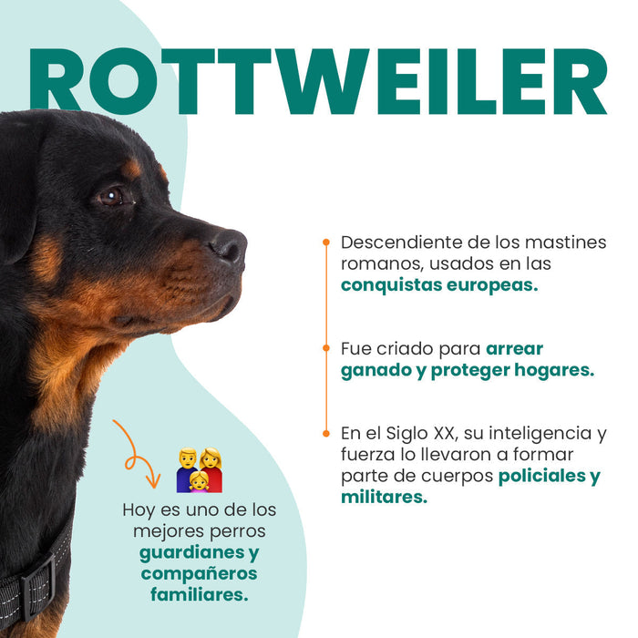 Perro rottweiler