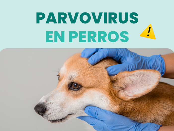 Descubre qué es el parvovirus en perros y cómo combatirlos de forma segura - Pet's Table