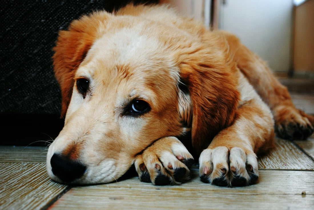 Alimentos prohibidos para peludos: lista completa y precauciones - Pets Table