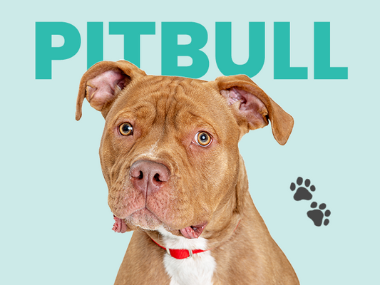 Información del Perro Pitbull: Conoce los cuidados, la historia y la mejor alimentación para ellos - Pet's Table