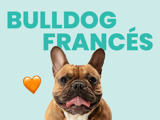 Perro Bulldog Francés: Conoce su historia, sus cualidades y todo lo que necesitas saber - Pet's Table