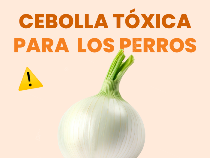 ¿Los perros pueden comer cebolla?