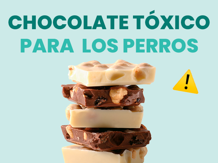 los perros pueden comer chocolate?