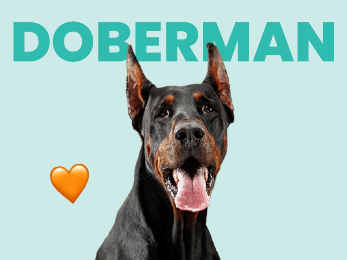 Perro Dóberman ¿Qué debo saber? Aquí te contamos todo acerca de esta increíble raza - Pet's Table
