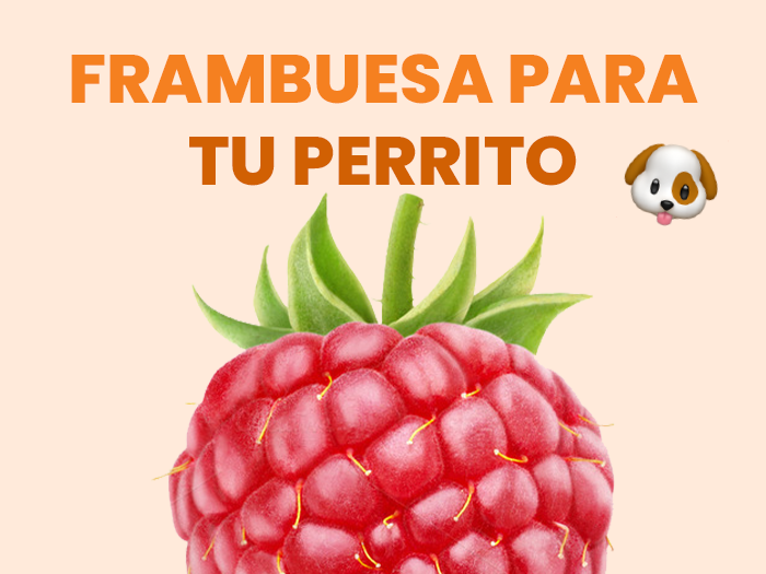 los perros pueden comer frambuesa