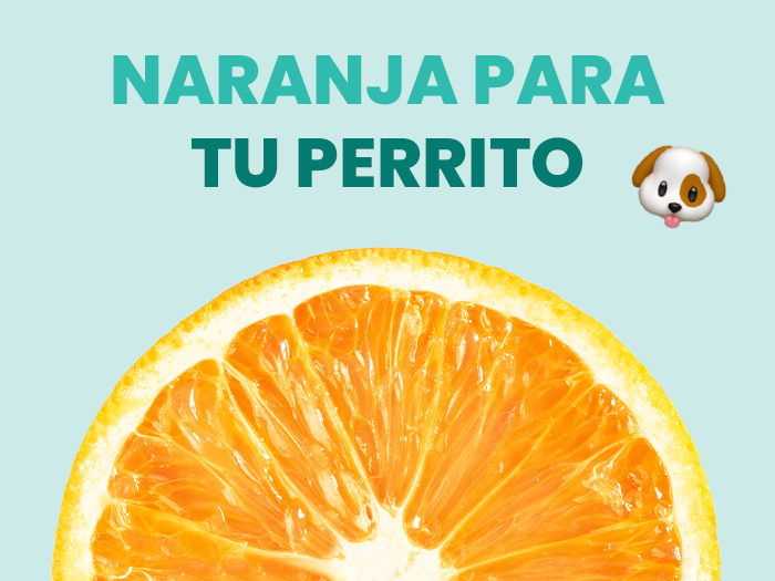 pueden los perros comer naranja