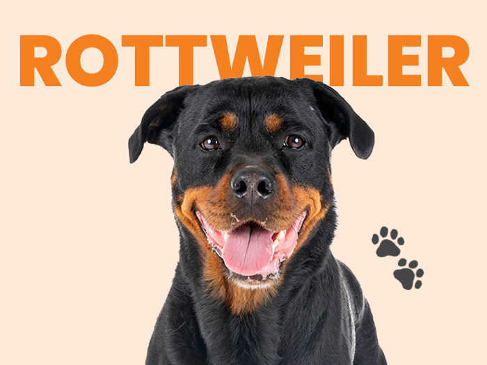 Perro rottweiler