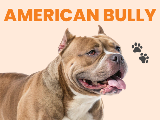 Descubre al American Bully, todo lo relacionado con esta imponente raza - Pet's Table