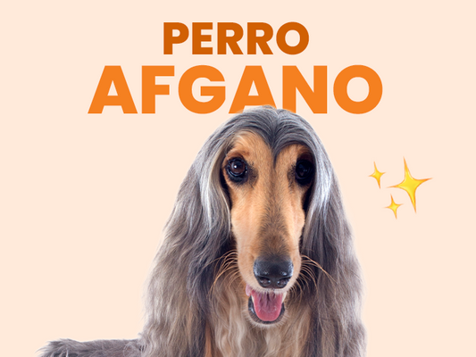 Perro Afgano: Conoce al rey de los perros - Pet's Table