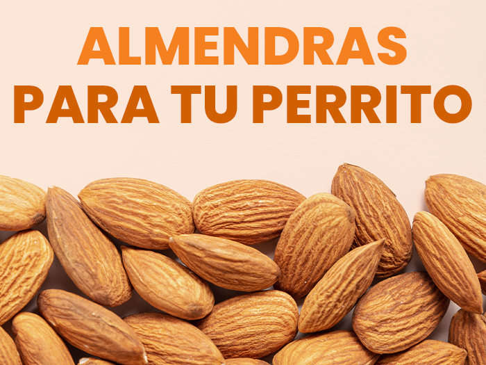 ¿Los perros pueden comer almendras? Aquí conocerás sus beneficios y riesgos - Pet's Table