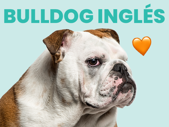Conoce al Bulldog Inglés, una maravillosa raza de perros - Pet's Table