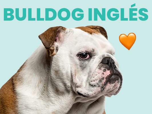 Conoce al Bulldog Inglés, una maravillosa raza de perros - Pet's Table