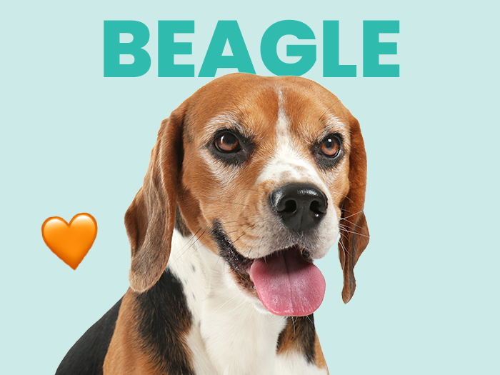 Conoce todo acerca del Beagle, información completa sobre esta linda y tierna raza - Pet's Table