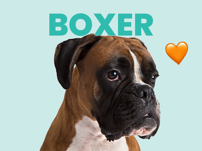 Conoce todo sobre la raza de perro Bóxer y cómo aprender a cuidarlos - Pet's Table