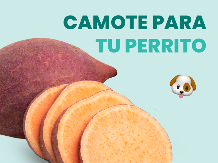 ¿Los perros pueden comer camote? Te contamos todo sobre este alimento para tu perro - Pet's Table