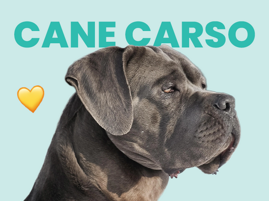 Conoce al Cane Corso, un gran amigo perruno con una personalidad única - Pet's Table