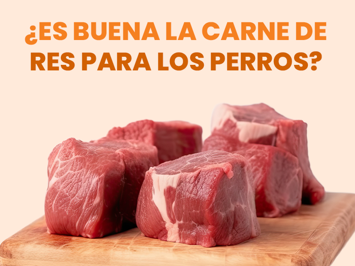 Los perros comen carne de res: Conoce el Meat Festival, una deliciosa receta para tu mascota - Pet's Table