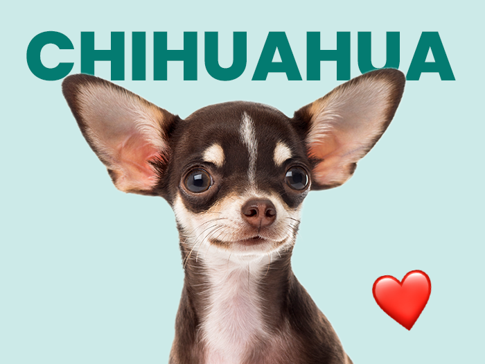 El chihuahua, una raza pequeña pero valiente y leal - Pet's Table