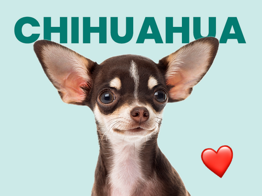 El chihuahua, una raza pequeña pero valiente y leal - Pet's Table