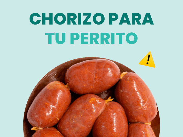 ¿Los perros pueden comer chorizo? Descubre todo acerca de sus beneficios y los riesgos potenciales para tu perrito - Pet's Table
