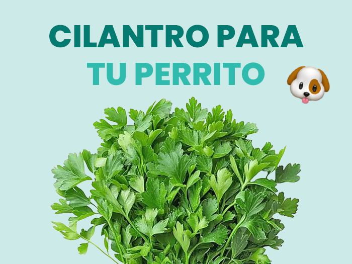 ¿El cilantro es bueno para los perros? Beneficios y riesgos - Pet's Table