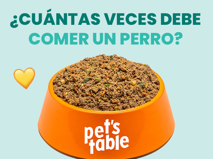 ¿Cuántas veces debe comer un perro? Te contamos todo acerca de una alimentación correcta y balanceada - Pet's Table