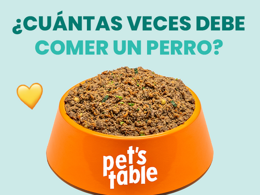 ¿Cuántas veces debe comer un perro? Te contamos todo acerca de una alimentación correcta y balanceada - Pet's Table
