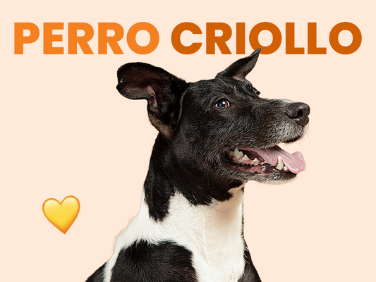 Perro Criollos: Descubre todo lo relacionado con esta raza - Pet's Table