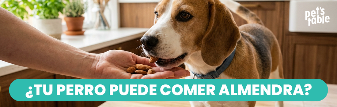 ¿Los perros pueden comer almendras? Aquí conocerás sus beneficios y riesgos - Pet's Table