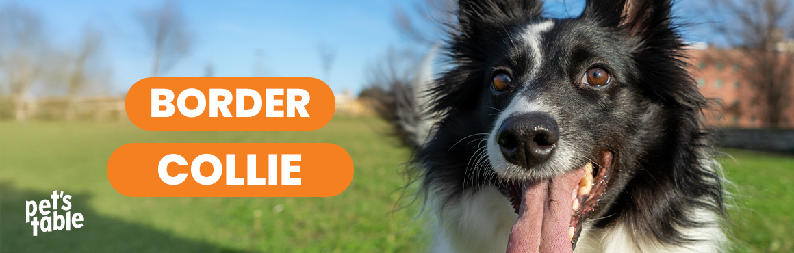 Border Collie: Conoce sus características y cómo cuidarlo correctamente - Pets Table