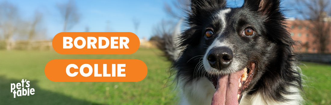 Border Collie: Conoce sus características y cómo cuidarlo correctamente - Pets Table