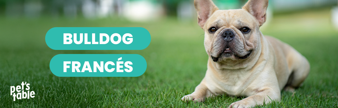 Perro Bulldog Francés: Conoce su historia, sus cualidades y todo lo que necesitas saber - Pet's Table