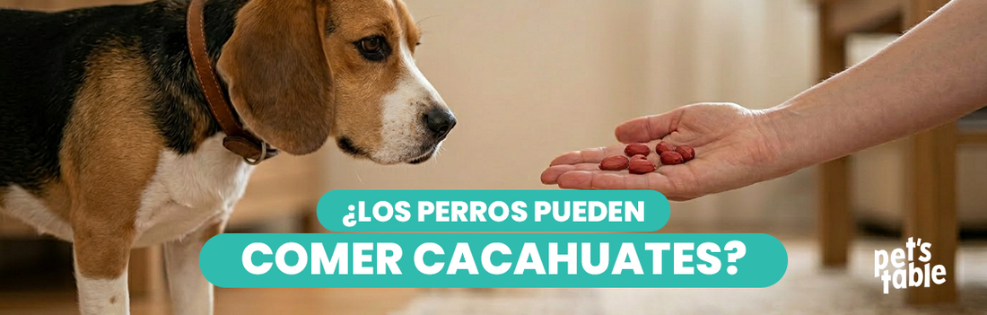 ¿Los perros pueden comer cacahuate? Conoce los beneficios y riesgos - Pet's Table