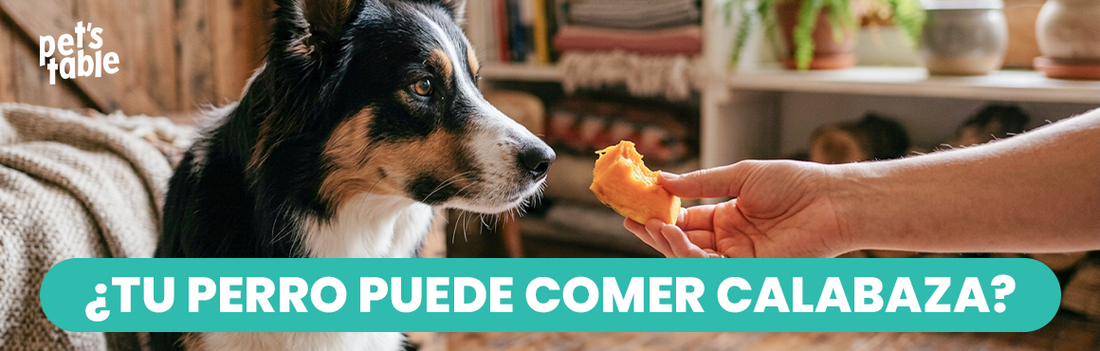 Descubre si la calabaza es buena para los perros y cómo brindarla de manera segura - Pet's Table