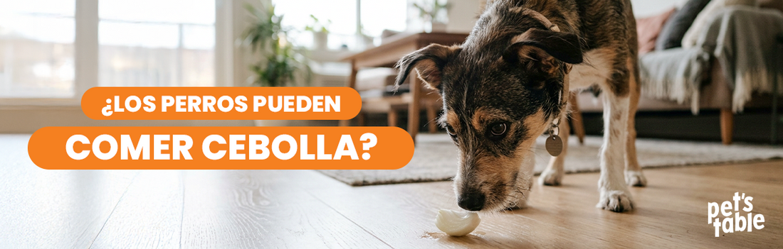 ¿Puede comer cebolla un perro? Descubre toda la verdad - Pet's Table