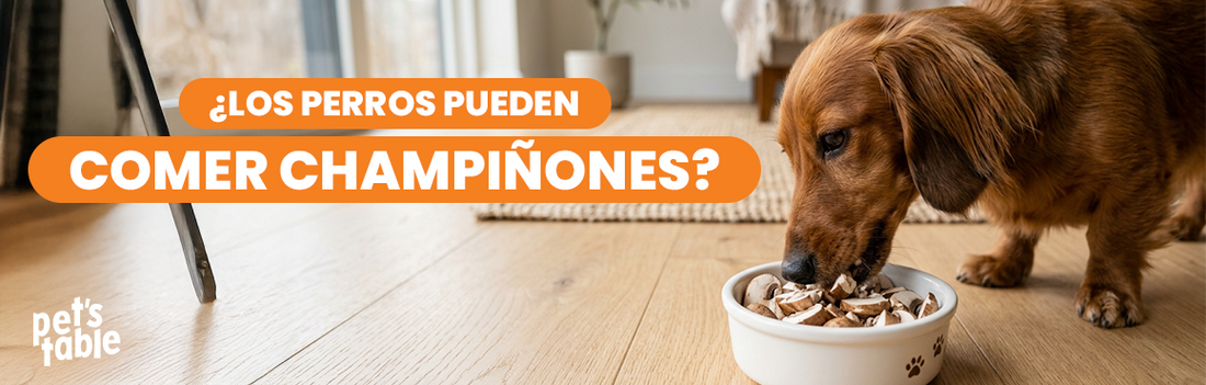 ¿Los perros pueden comer champiñones? Conoce los beneficios y las propiedades que tiene para tu mascota - Pet's Table