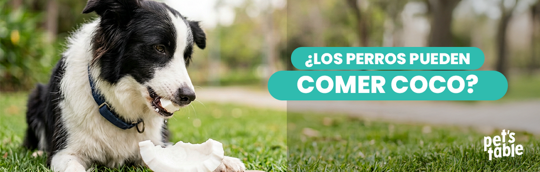 ¿Los perros pueden comer coco? Conoce sus beneficios y riegos potenciales - Pet's Table