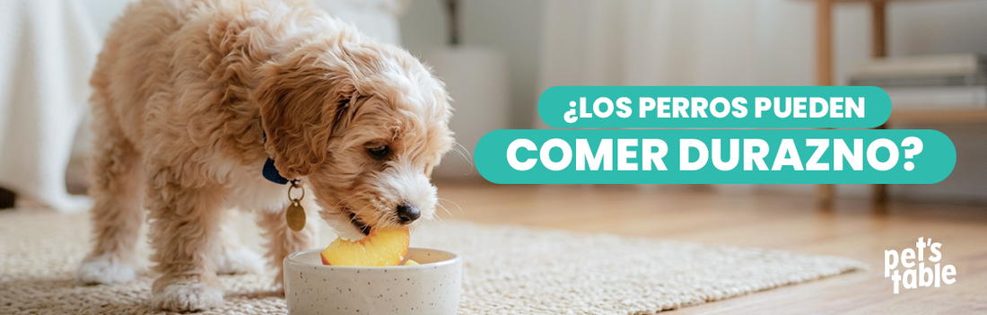 ¿Los perros pueden comer durazno? Descubre sus beneficios y precauciones necesarias - Pet's Table