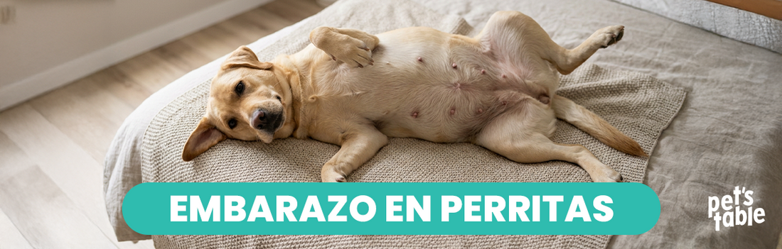 ¿Cuánto dura el embarazo de una perra? - Pet's Table