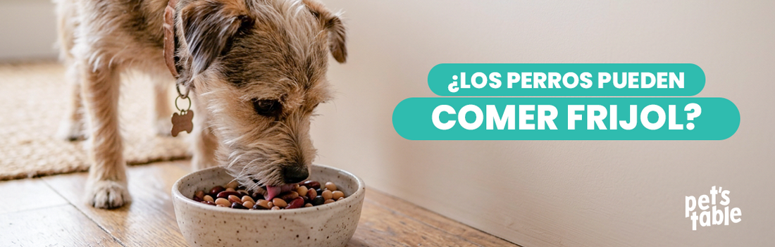 ¿Los perros pueden comer frijoles? Descubre los beneficiosos y los riesgos para tu perrito - Pet's Table