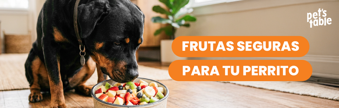 Conoce las frutas que pueden comer los perros - Pet's Table