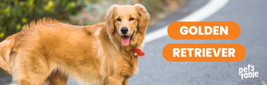 Información sobre el perro Golden Retriever - Pet's Table