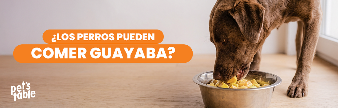 ¿Los perros pueden comer guayaba? El snack tropical perfecto para ellos - Pet's Table