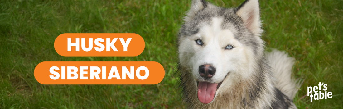 Perro Husky Siberiano ¿Qué debo saber de este perrito maravilloso y único? Aquí te contamos - Pet's Table