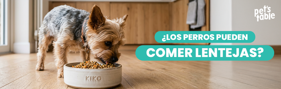 ¿Los perros pueden comer lentejas? Descubre los potenciales beneficios y riesgos que puede tener este alimento - Pet's Table