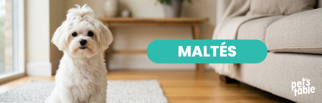 Perro Bichón Maltés: Descubre su historia, características y cuidados perrunos - Pet's Table 
