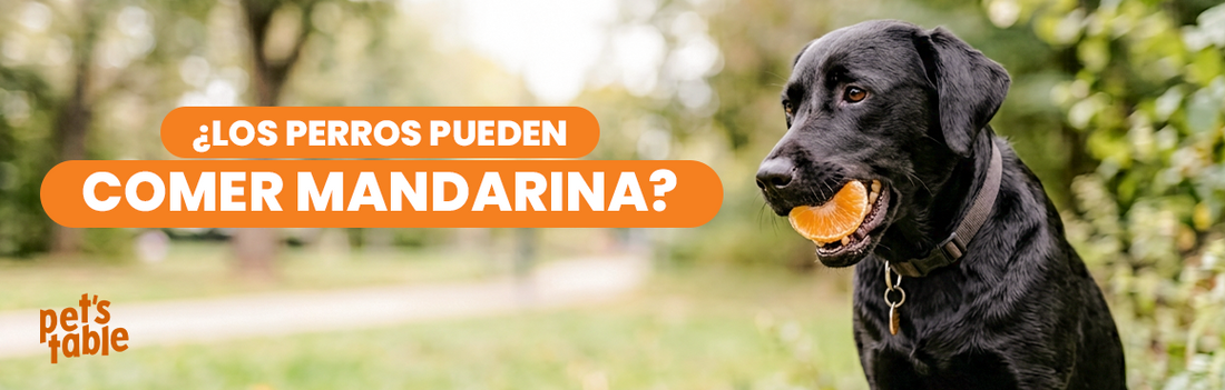 ¿Los perros pueden comer mandarina? Descubre sus beneficios y sus riesgos - Pet's Table