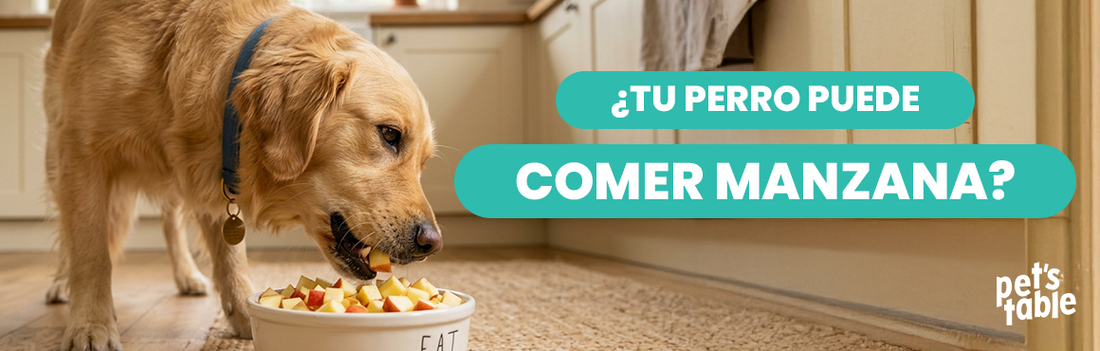 ¿Los perros pueden comer manzana? Aquí conocerás todo lo necesario para su cuidado y alimentación - Pet's Table