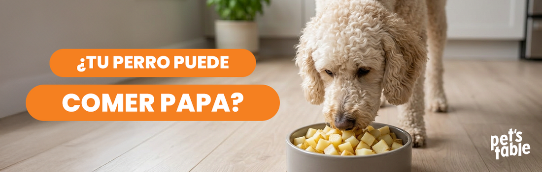 ¿Los perros pueden comer papa? Descubre todo lo que debes saber sobre este alimento - Pet's Table
