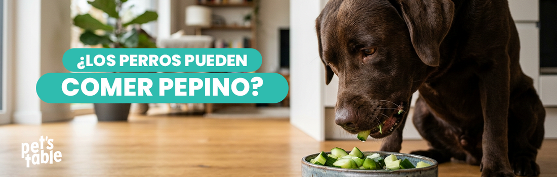 ¿Los perros pueden comer pepino? Descubre sus beneficios y sus precauciones - Pet's Table